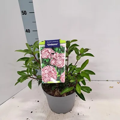 Zdjęcie produktu dla Kalmia lat. 'Ginkona' – kalmia | 25–30 cm w doniczce
