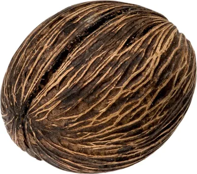 Produktbild von Mintola Ball in Natur, Länge ca. 8-12cm, Breite ca. 4-6cm | Cerbera odollam