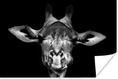 Produktbild von MuchoWow® Poster Giraffe - Porträt - Tiere - Schwarz - Weiß 180x120 cm - Fotoplakat