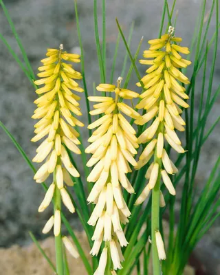 Produktbild von Fackellilie Little Maid, im Topf - Kniphofia uvaria