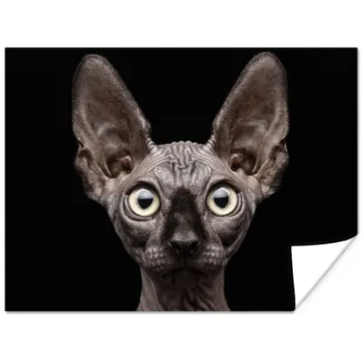 Produktbild von MuchoWow® Poster Katze - Haustiere - Porträt - Schwarz 160x120 cm - Foto Plakat