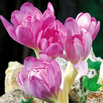 Zdjęcie produktu dla Colchicum Giant Zimowit Bizantyjski XXL 1 szt. Cebulki Cebule Kwiatowe