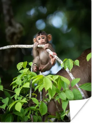 Produktbild von MuchoWow® Poster Baby - Affe - Äste 30x40 cm - Wandplakat - Poster Kinderzimmer