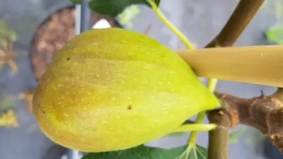 Image de Ficus carica 'Goutte d'Or' / Figuier 'Goutte d'Or'