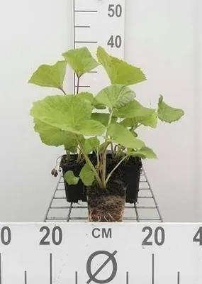 Image de 6 x Petasites hybridus (officinalis) - pétasite - pot 9 x 9 cm