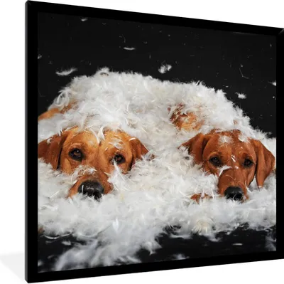 Produktbild von MuchoWow® Gerahmtes Poster Versteckte Labradore zwischen den Federn 40x40 cm - Poster mit Schwarzem Bilderrahmen Wandposter Rahmen Foto Bilder - Mit Rahmen - Wanddekoration Schlafzimmer