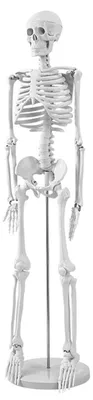 Anatomisches Skelettmodell 85 cm, flexibel, PVC, abnehmbare Teile