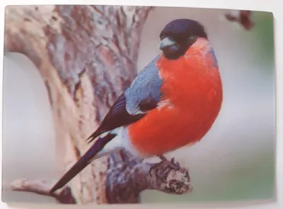 Produktbild von 3 D Ansichtskarte Dompfaff, Postkarte Wackelkarte Hologrammkarte, Vogel Tier