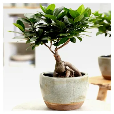 Produktbild von Ficus Ginseng dekorativer chinesischer Bonsai für Innenräume, lebende Hauspflanze im 12 cm Topf