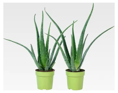 Produktbild von 2er-Set Echte Aloe - pflegeleichte Zimmerpflanze, Aloe vera - Höhe ca. 40 cm, Topf-Ø 12 cm