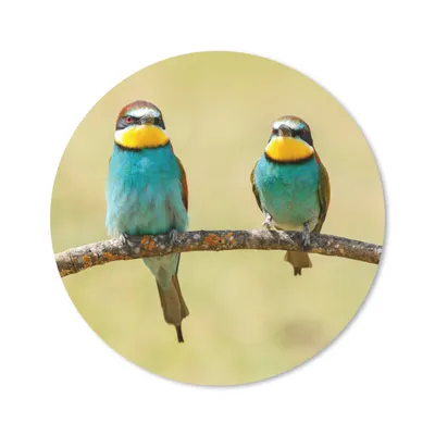 Produktbild von MuchoWow® Mauspad Mousepad Vögel - Tiere - Bienenfresser 20x20 cm - Mousepads - Maus Mat - Pad - Mausunterlage - Schreibtischmatte
