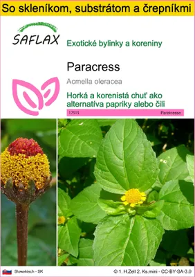 Obrázok produktu pre SAFLAX Kultivačný set - paracress - Acmella oleracea - 500 Semená - S mini skleníkom, pestovateľským substrátom a 2 črepníkmi
