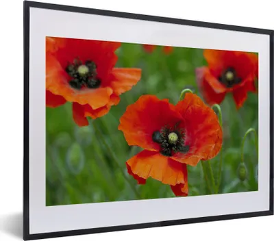 Produktbild von MuchoWow® MuchoWow® Gerahmtes Poster Nahaufnahme von roten Mohnblumen 40x30 cm - Poster mit zchwarzem Bilderrahmen - Bilderrahmen - Poster im Rahmen