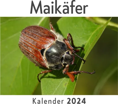 Produktbild von Maikäfer (Wandkalender 2024, Kalender DIN A4 quer, Monatskalender im Querformat mit Kalendarium, Das perfekte Geschenk)