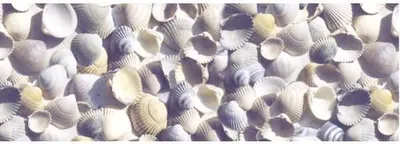 Produktbild von Transparentpapier 115g/qm A4 VE=25 Blatt Maritim Muscheln