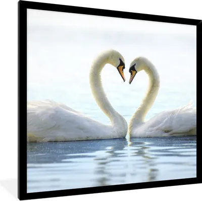 Produktbild von MuchoWow® Gerahmtes Poster Schwäne - Herz - Ehepaar 40x40 cm - Poster mit Schwarzem Bilderrahmen Wandposter Rahmen Foto Bilder - Mit Rahmen - Wanddekoration Schlafzimmer