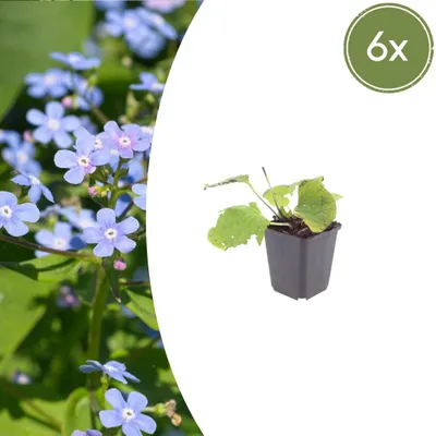 Zdjęcie produktu dla Brunnera macrophylla | 6 sztuk - 10-25cm - Ø9cm - Roślina ogrodowa