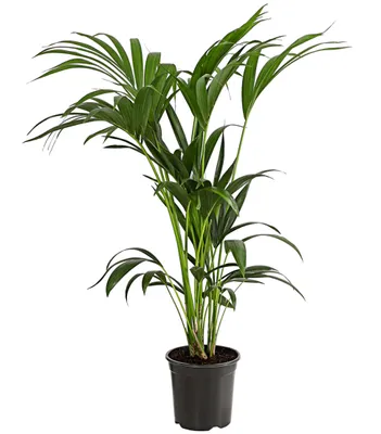 Produktbild von Dehner Kentiapalme, Howea forsteriana, mit Fiederblättern, ca. 120-130 cm, Ø Topf 21 cm, Zimmerpalme