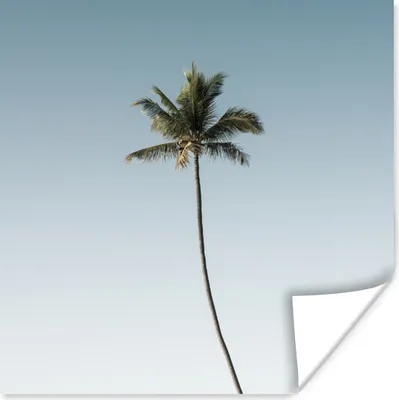 Produktbild von MuchoWow® Poster Einsame Palme gegen einen blauen Himmel 75x75 cm - Wand Dekoration