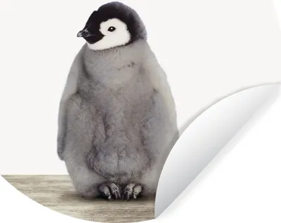 Produktbild von MuchoWow® Runde Wandtattoo - Wandsticker Tapete Aufkleber Pinguin - Tiere - Baby Ø 80 cm Selbstklebend und Repositionierbar - Wandaufkleber - Kreis - Mauerkreis - Wand Bilder - Wandsticker - Wohnzimmer Dekoration - Dekoration für die Wände - Aluminium - Babyzimmer