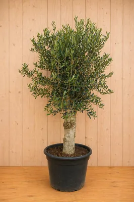 Productafbeelding van Olijfboom Olea stamhoogte 50 cm en boomhoogte 150 cm Redelijk Dikke Stam Warentuin Natuurlijk, AI-gegenereerde afbeelding