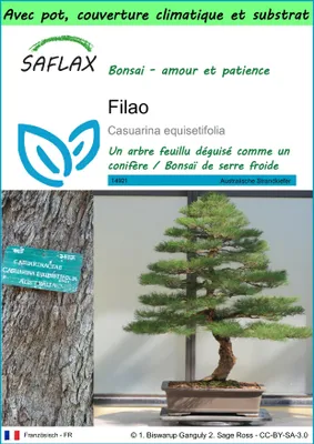 Image de SAFLAX Garden to go - Filao - 200 graines - Casuarina