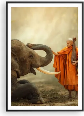 Produktbild von Gerahmtes Poster - Schwarzer Rahmen - Elefant Mönch Stoßzahn - 70x100 cm - Wand Bild - Wanddeko - Wandbilder - Wandposter - Bilderrahmen - Bilder - Kunstdruck - Wandbild - P2BPA70x100-3484