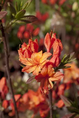 Produktbild von Rhododendron luteum 'Rumba', gelb-rot, 30–40 cm