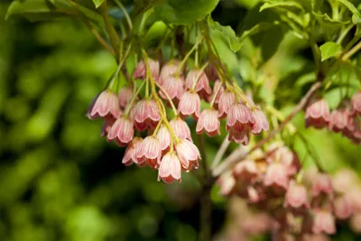 Produktbild von Enkianthus campanulatus, Japanischer Glockenstrauch, 80–100 cm