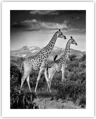 Produktbild von Poster - Poster ohne Rahmen - Giraffen Schwarzweiß Fotografie - 40x50 cm - Wand Bild - Wanddeko - Wandbilder - Kunstposter - Wandposter - Bilder - Kunstdruck - Wanddekoration - P2XPA40x50-4441