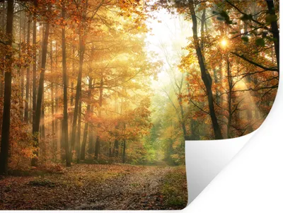 Produktbild von MuchoWow® Wandtattoo Wandsticker Wandaufkleber Wald - Herbst - Sonne - Landschaft - Natur - Bäume - Laub 160x120 cm Selbstklebend und Repositionierbar - Selbstklebend - Fototapeten