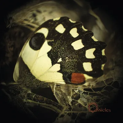 Zdjęcie produktu dla Ossicles - Music For Wastelands (2 LP)