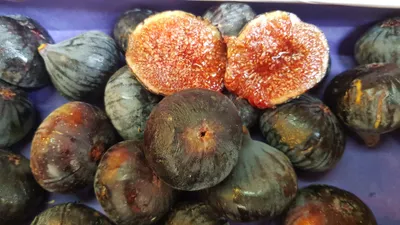 Image de Ficus carica 'Violette de Solliès' / Figuier 'Violette de Solliès'