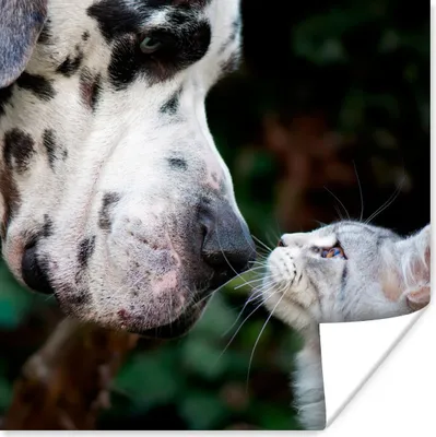 Produktbild von MuchoWow® Poster Katze - Hund - Deutsche Dogge 100x100 cm - Babyzimmer