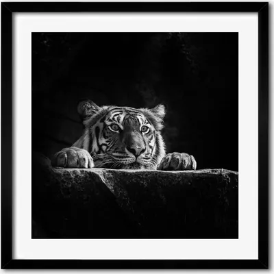 Produktbild von Bild - 50 cm x 50 cm - MDF - Rahmen, Wandkunst - Tiger