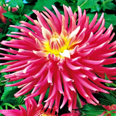 Obrázok produktu pre Kaktus Dahlia Good Earth 1 kus Sadenice Dahlia Sadenice Dahlia Veľké hľuzy