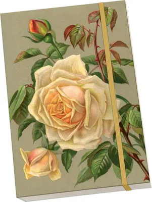 Imagen del producto de Notýsek Yellow Roses