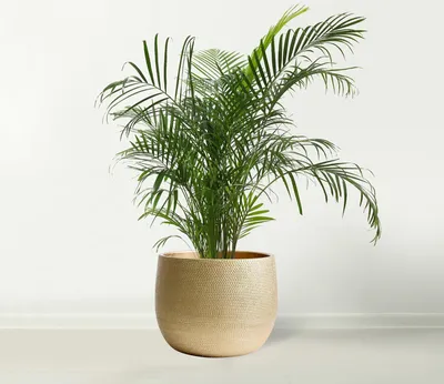 Produktbild von Keramische Pflanztopf 25cm Gold Indoor Outdoor Dekoration