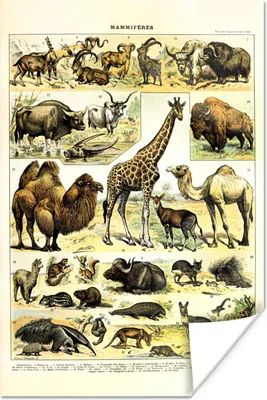 Produktbild von MuchoWow® Poster Tiere - Giraffe - Kamel 120x180 cm - Kunstposter