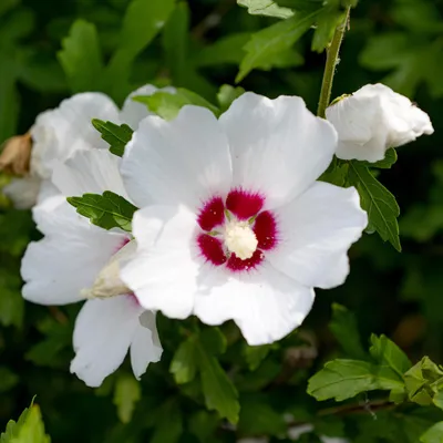 Produktbild von Garteneibisch Hibiscus syriacus Red Heart Blüte Weiß mit Rotem Herzen Strauch