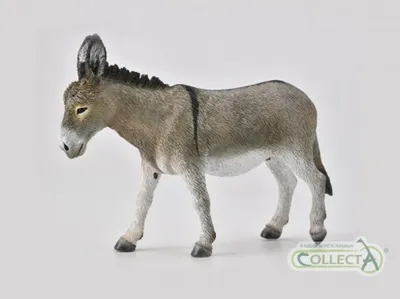 Image de COLLECTA Osel