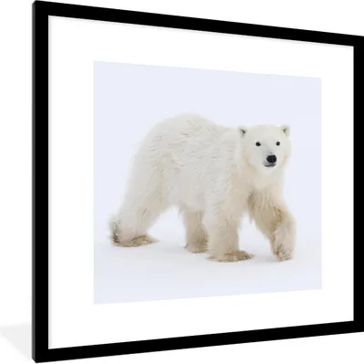 Produktbild von MuchoWow® Gerahmtes Poster Eisbär - Schnee - Weiß 40x40 cm - Poster mit Schwarzem Bilderrahmen Wandposter Rahmen Foto Bilder - Poster - Plakat im Rahmen