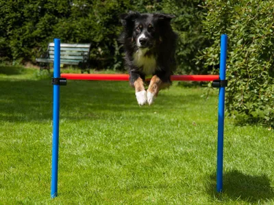Produktbild von Hürde mit Tragetasche, Hundetraining, Agility