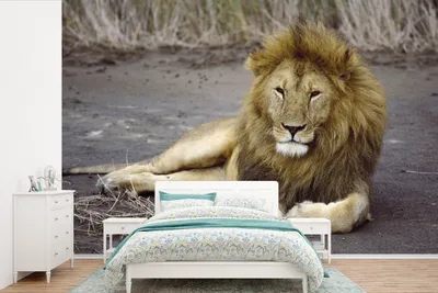 Produktbild von MuchoWow® Fototapete für Wohnzimmer oder Schlafzimmer Wandtapete Vinyl Motivtapete Löwe - Afrika - Tier - 525x350 cm - Das Hintergrundbild