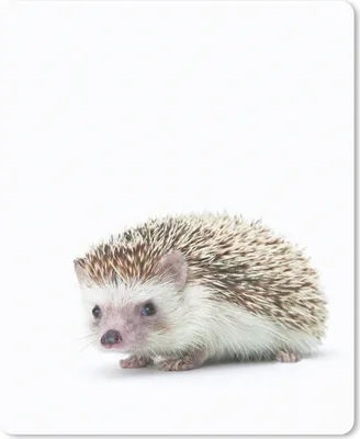 Produktbild von MuchoWow® Mauspad Mousepad Igel - Tiere - Weiß 19x23 cm - Mousepads - Maus Mat - Pad - Mausunterlage - Mauspads - Spielen