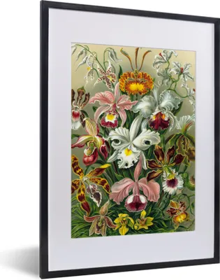 Produktbild von MuchoWow® Gerahmtes Poster Pflanzen - Natur - Blumen - Ernst Haeckel 30x40 cm - Poster mit Schwarzem Bilderrahmen Wandposter Rahmen Foto Bilder - Wandposter Schlafzimmer