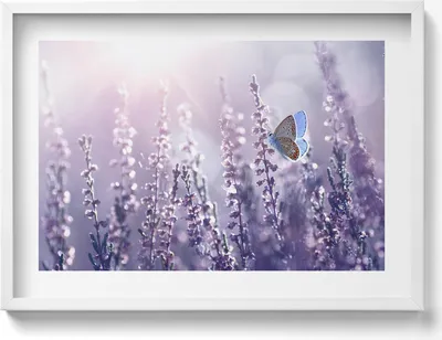 Produktbild von Schmetterling auf Feldblumen– Wandbild mit Rahmen – Gerahmtes Bild  – Wanddekoration – 70x50 cm –  Schwarz Rahmen