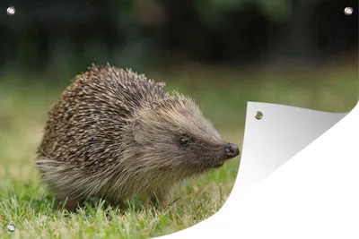A hedgehog is shown in a garden setting, with grass and foliage in the background. A corner of the image is folded over, revealing a white surface with grommets.