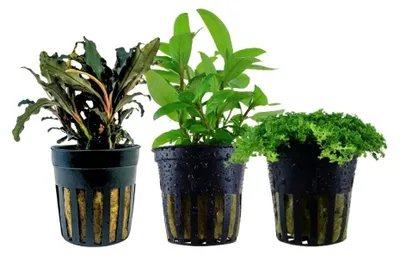 Produktbild von Pflanzen Set mit 3 Vordergrund Topf Aquarium Wasserpflanzen AquaOne Nr.227