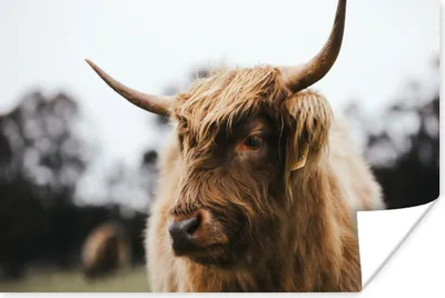 Produktbild von MuchoWow® Poster Schottischer Highlander - Tiere - Hörner 120x80 cm - Bilder